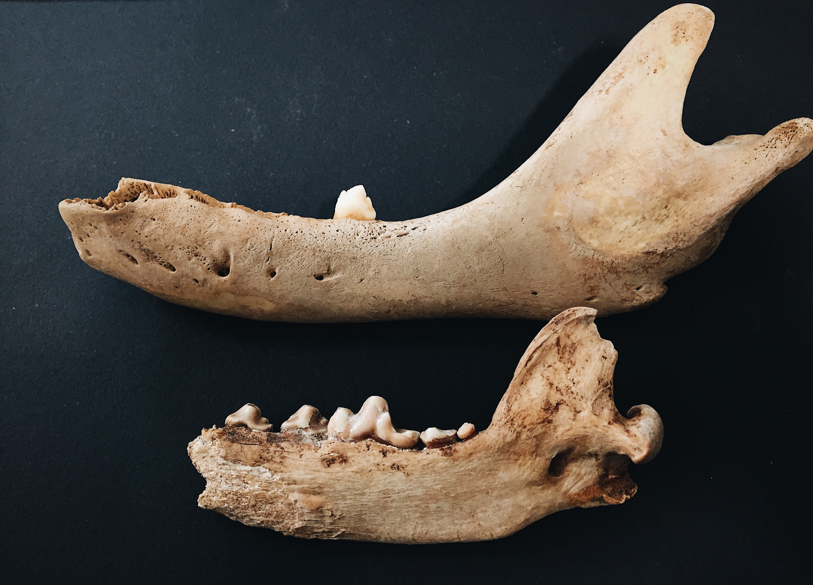 Seal and Canine Mandibles