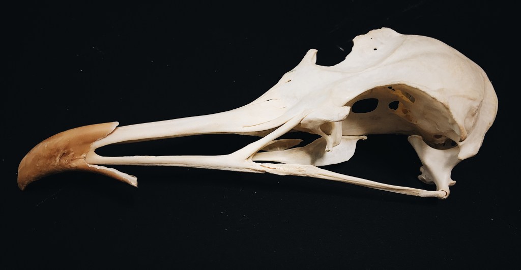 On Birds, or Why Light Bones Freak Me&nbsp;Out