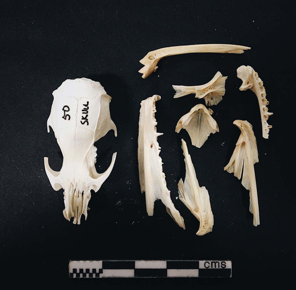 Bones That Look Like Other Bones: A MiniPost About Rodents and&nbsp;Fish