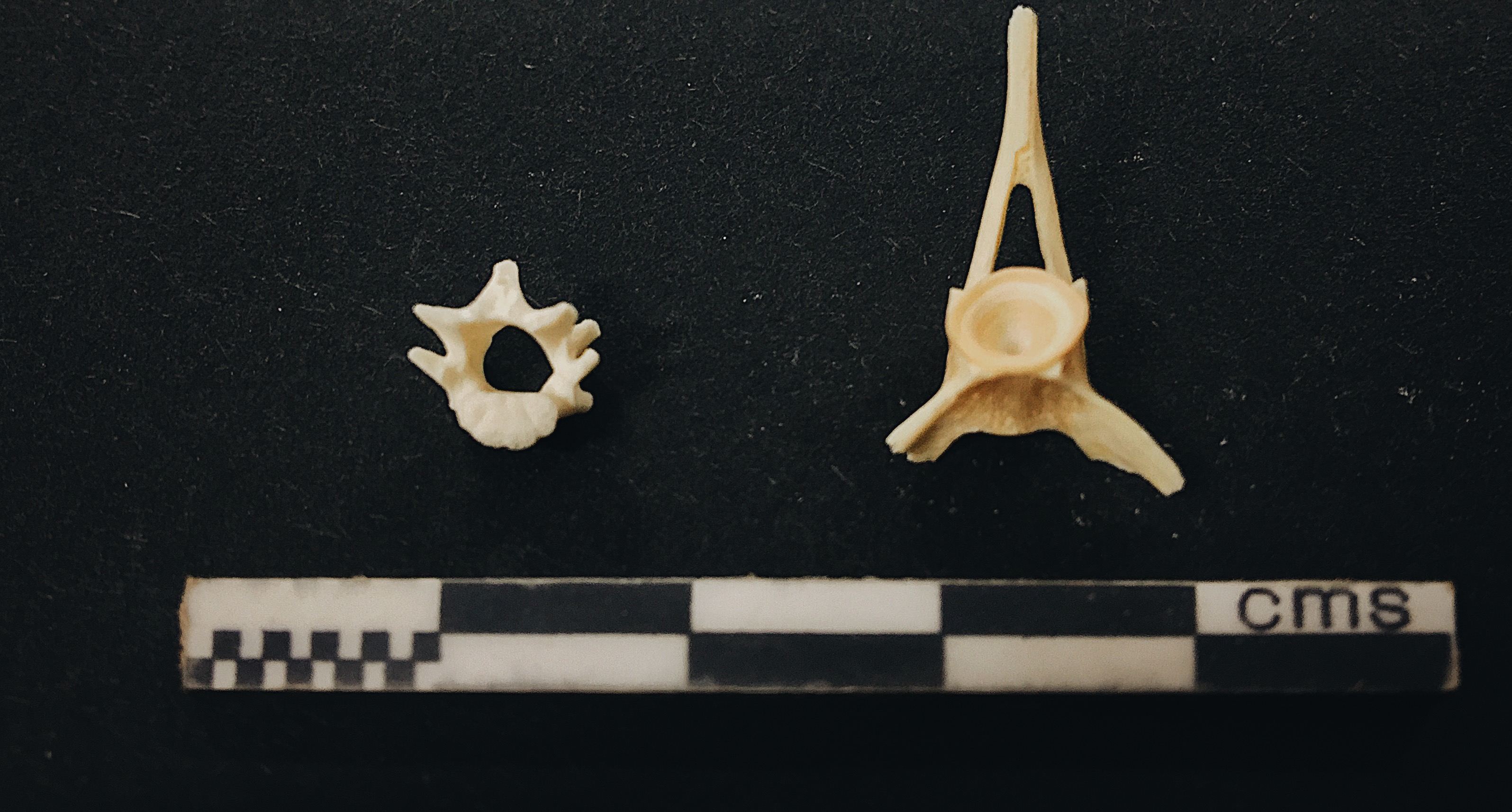 Rat and Fish Vertebrae