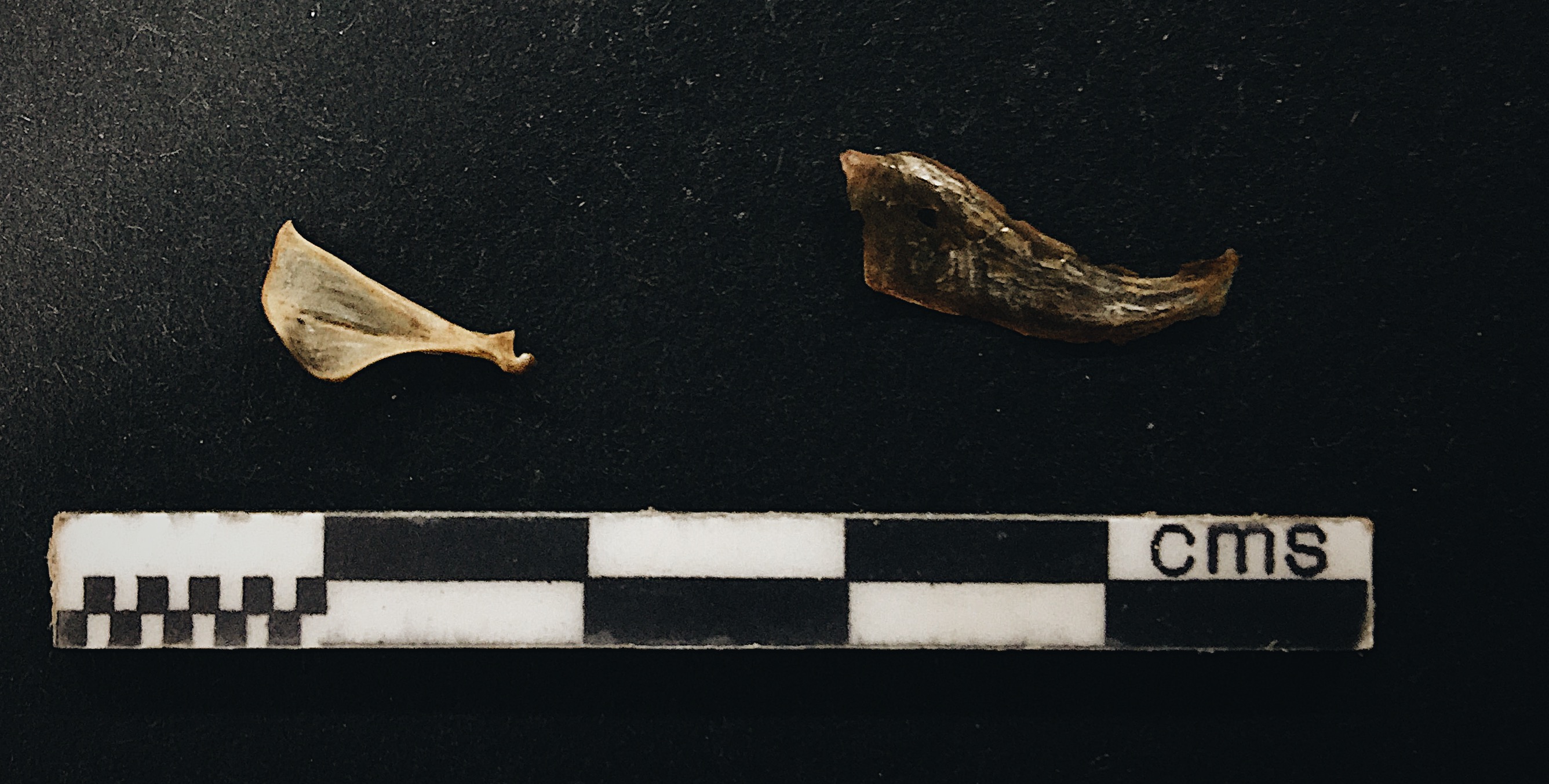 Mouse scapula and herring fragment