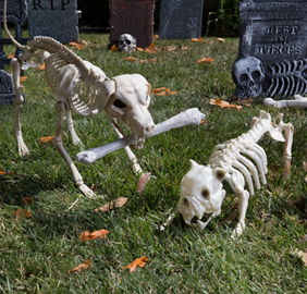 Spooky, Scary, Inaccurate&nbsp;Skeletons