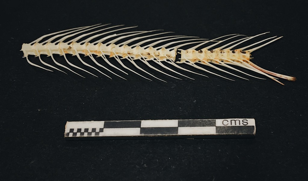 From the Question Bag: Fish Remains in&nbsp;Scotland