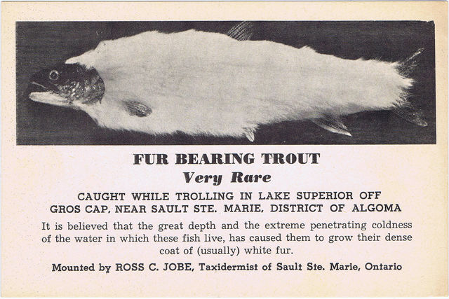 Fur-bearing-trout
