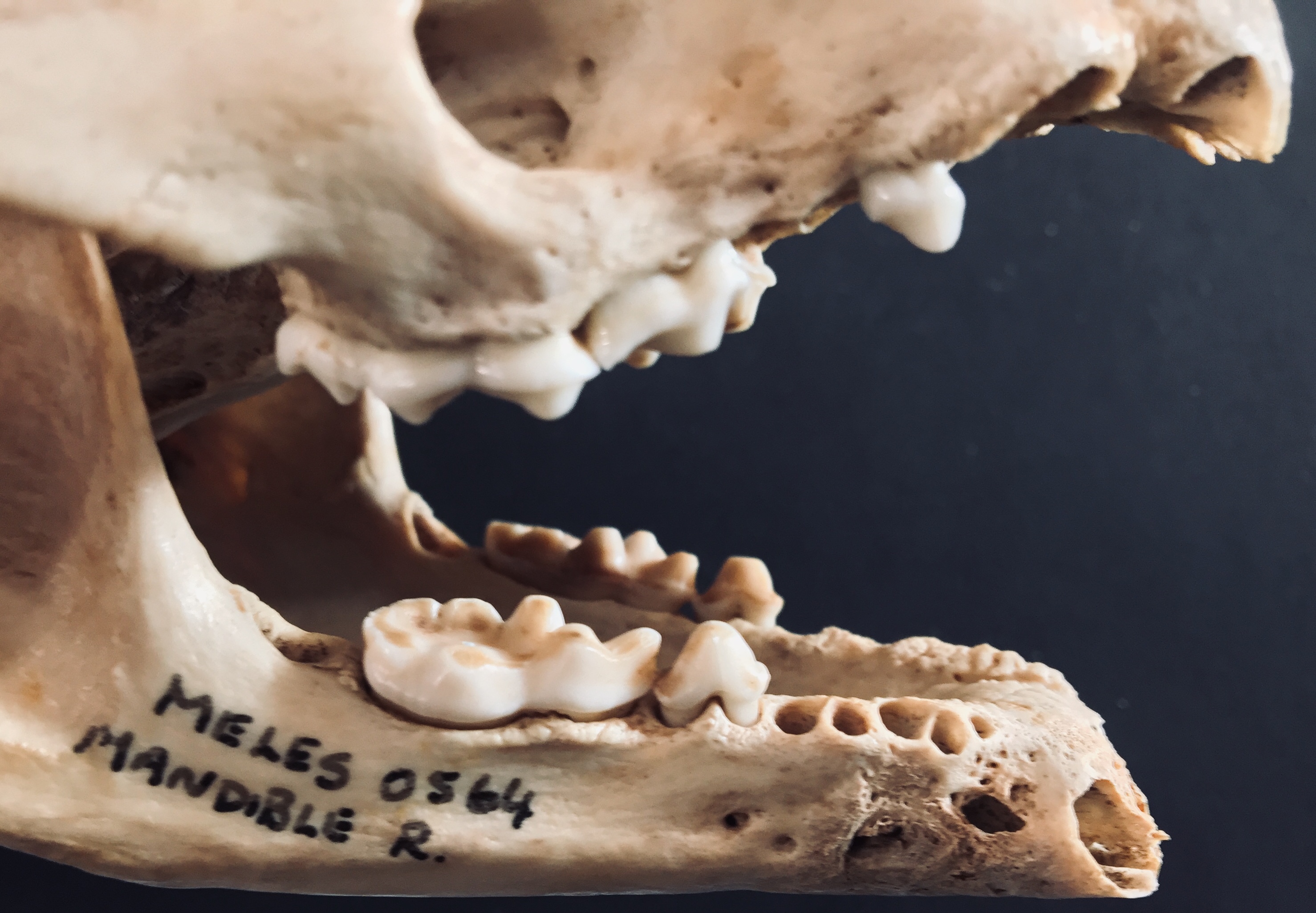 Bones that Look like Other Bones: A Mini Post about Foxes and Badgers