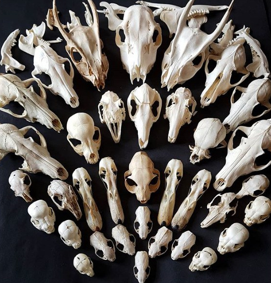 “Death Positivity” for Pets: Are We Changing Our Attitudes Towards the Death Of&nbsp;Animals?