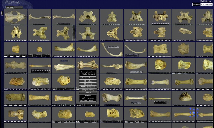 Standing on the Shoulders of Animals: Applying Zooarchaeological Approaches to Data in Digital&nbsp;Archaeology