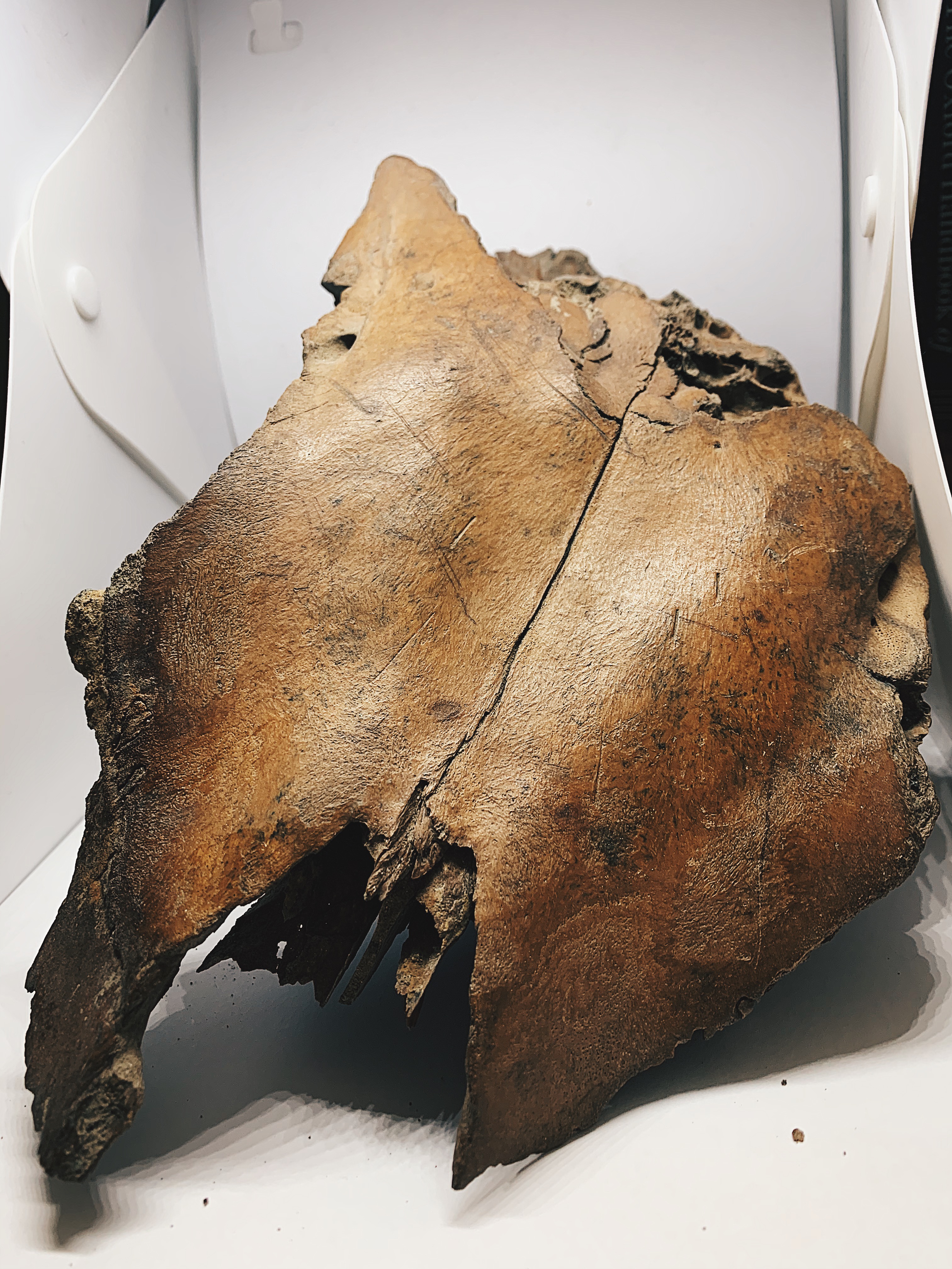 On Flare Ups in the Trenches: Personal Reflections on Disability in Archaeology